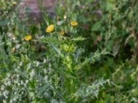 Sonchus asper Monumentparken, Lund, Skåne, Sweden 20190917_0032