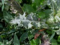 Sonchus asper Monumentparken, Lund, Skåne, Sweden 20190917_0033