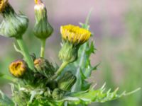 Sonchus asper Monumentparken, Lund, Skåne, Sweden 20190917_0034