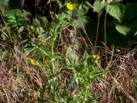 Sonchus asper Väderögatan, Malmö, Skåne, Sweden 20160611_0016