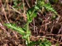 Sonchus asper Väderögatan, Malmö, Skåne, Sweden 20160611_0018