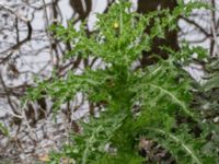 Sonchus asper kalkbrott, Klagshamns udde, Malmö, Skåne, Sweden 20151030_0011