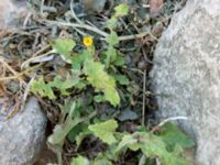 Sonchus oleraceus Chersonesos, Sevastopol, Crimea, Russia 20150914_0096