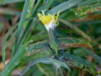 Sonchus oleraceus Heleneholmsstigen, Malmö, Skåne, Sweden 20211103_0008