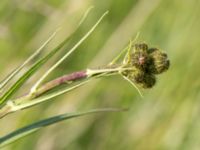 Sonchus palustris Gessie ängar, Vellinge, Skåne, Sweden 20150715_0051