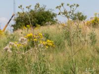 Sonchus palustris Lagunens småbåtshamn, Ribersborg, Malmö, Skåne, Sweden 20160725_0026