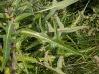 Sonchus palustris Lagunens småbåtshamn, Ribersborg, Malmö, Skåne, Sweden 20160725_0027