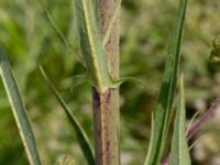 Sonchus palustris Lagunens småbåtshamn, Ribersborg, Malmö, Skåne, Sweden 20160725_0031