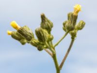 Sonchus palustris Lagunens småbåtshamn, Ribersborg, Malmö, Skåne, Sweden 20160725_0032