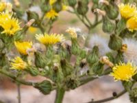 Sonchus palustris Segeåns mynning, Malmö, Skåne, Sweden 20190729_0032