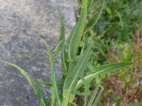 Sonchus palustris Segeåns mynning, Malmö, Skåne, Sweden 20190729_0034