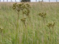 Sonchus palustris Strandhem, Bunkeflo strandängar, Malmö, Skåne, Sweden 20190727_0002