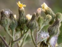 Sonchus palustris Strandhem, Bunkeflo strandängar, Malmö, Skåne, Sweden 20190727_0003