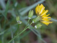 Sonchus tenerrimus Gamla dockan, Malmö, Skåne, Sweden 20190923_0003