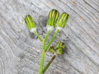 Sonchus tenerrimus Gamla dockan, Malmö, Skåne, Sweden 20190923_0012