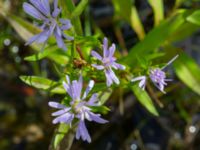 Symphotricum novi-belgii Dammar Gränsvägen, Åkarp, Burlöv, Skåne, Sweden 20240714_0192