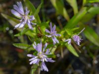 Symphotricum novi-belgii Dammar Gränsvägen, Åkarp, Burlöv, Skåne, Sweden 20240714_0193