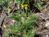 Tagetes erecta Sliparebacken, Lund, Skåne, Sweden 20190623_0074