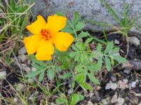 Tagetes tenuifolia Katrinetorp, Malmö, Skåne, Sweden 20231018_0027