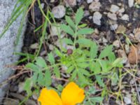 Tagetes tenuifolia Katrinetorp, Malmö, Skåne, Sweden 20231018_0028