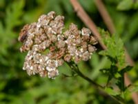 Tanacetum macrophyllum Gaddaröd, Hörröd, Kristianstad, Skåne, Sweden 20200731_0035