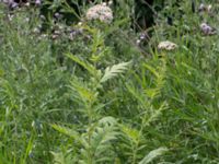 Tanacetum macrophyllum Svanetorpsvägen, Åkarp, Lomma, Skåne, Sweden 20160625_0059