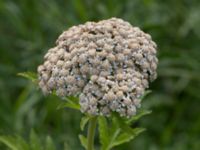 Tanacetum macrophyllum Svanetorpsvägen, Åkarp, Lomma, Skåne, Sweden 20160625_0061