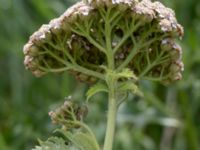 Tanacetum macrophyllum Svanetorpsvägen, Åkarp, Lomma, Skåne, Sweden 20160625_0064