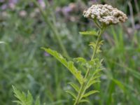 Tanacetum macrophyllum Svanetorpsvägen, Åkarp, Lomma, Skåne, Sweden 20160625_0065