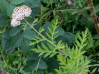 Tanacetum macrophyllum Svanetorpsvägen, Åkarp, Lomma, Skåne, Sweden 20160626_0020