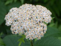 Tanacetum macrophyllum Svanetorpsvägen, Åkarp, Lomma, Skåne, Sweden 20160626_0021