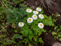 Tanacetum parthenium Baragatan, Johanneslust, Malmö, Skåne, Sweden 20190909_0037