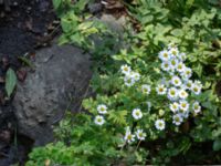 Tanacetum parthenium Bro Svenstorps villa, Ystad, Skåne, Sweden 20191006_0148