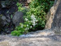 Tanacetum parthenium Bro Svenstorps villa, Ystad, Skåne, Sweden 20191006_0149