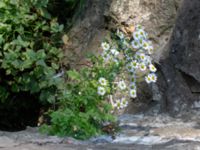 Tanacetum parthenium Bro Svenstorps villa, Ystad, Skåne, Sweden 20191006_0151