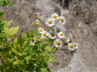 Tanacetum parthenium Bro Svenstorps villa, Ystad, Skåne, Sweden 20191006_0152