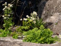 Tanacetum parthenium Bro Svenstorps villa, Ystad, Skåne, Sweden 20191006_0154