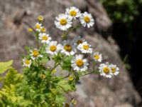 Tanacetum parthenium Bro Svenstorps villa, Ystad, Skåne, Sweden 20191006_0157