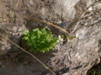 Tanacetum parthenium Bro Svenstorps villa, Ystad, Skåne, Sweden 20191006_0158