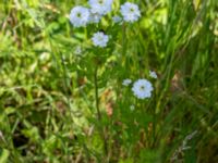 Tanacetum parthenium Ulricedal, Malmö, Skåne, Sweden 20190617_0041