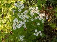 Tanacetum parthenium Ulricedal, Malmö, Skåne, Sweden 20190617_0042