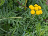 Tanacetum vulgare Klagshamns udde, Malmö, Skåne, Sweden 20140830_0102