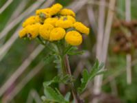 Tanacetum vulgare Klagshamns udde, Malmö, Skåne, Sweden 20140830_0103