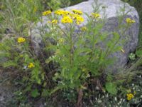 Tanacetum vulgare Lernacken, Malmö, Skåne, Sweden 20050721 017