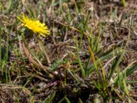 Taraxacum austrinum Yngsjö, Kristianstad, Skåne, Sweden 20160505_0075