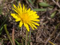 Taraxacum austrinum Yngsjö, Kristianstad, Skåne, Sweden 20160505_0076