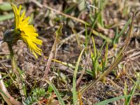 Taraxacum austrinum Yngsjö, Kristianstad, Skåne, Sweden 20160505_0080