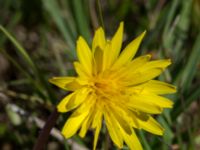 Taraxacum austrinum Yngsjö, Kristianstad, Skåne, Sweden 20160505_0083