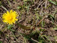 Taraxacum austrinum Yngsjö, Kristianstad, Skåne, Sweden 20160505_0086