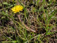 Taraxacum austrinum Yngsjö, Kristianstad, Skåne, Sweden 20160505_0088